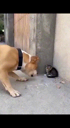 大狗凶小猫耍威风，猫妈一出场秒怂！狗狗这反应笑不活了刷到个又气又好笑的视频