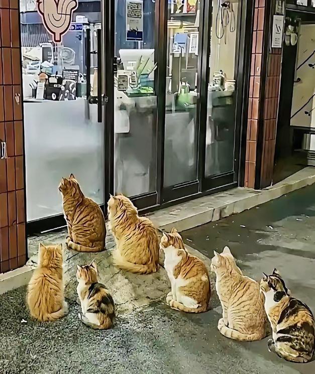 太治愈了！2026年4月下旬起北京朝阳烤鸡店老板每晚打烊后，把剩余食材投喂