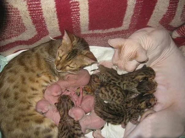 自家两只母猫在同一时间内生产，结果竟相互哺育对方的孩子，果然母爱可以跨越一切吗