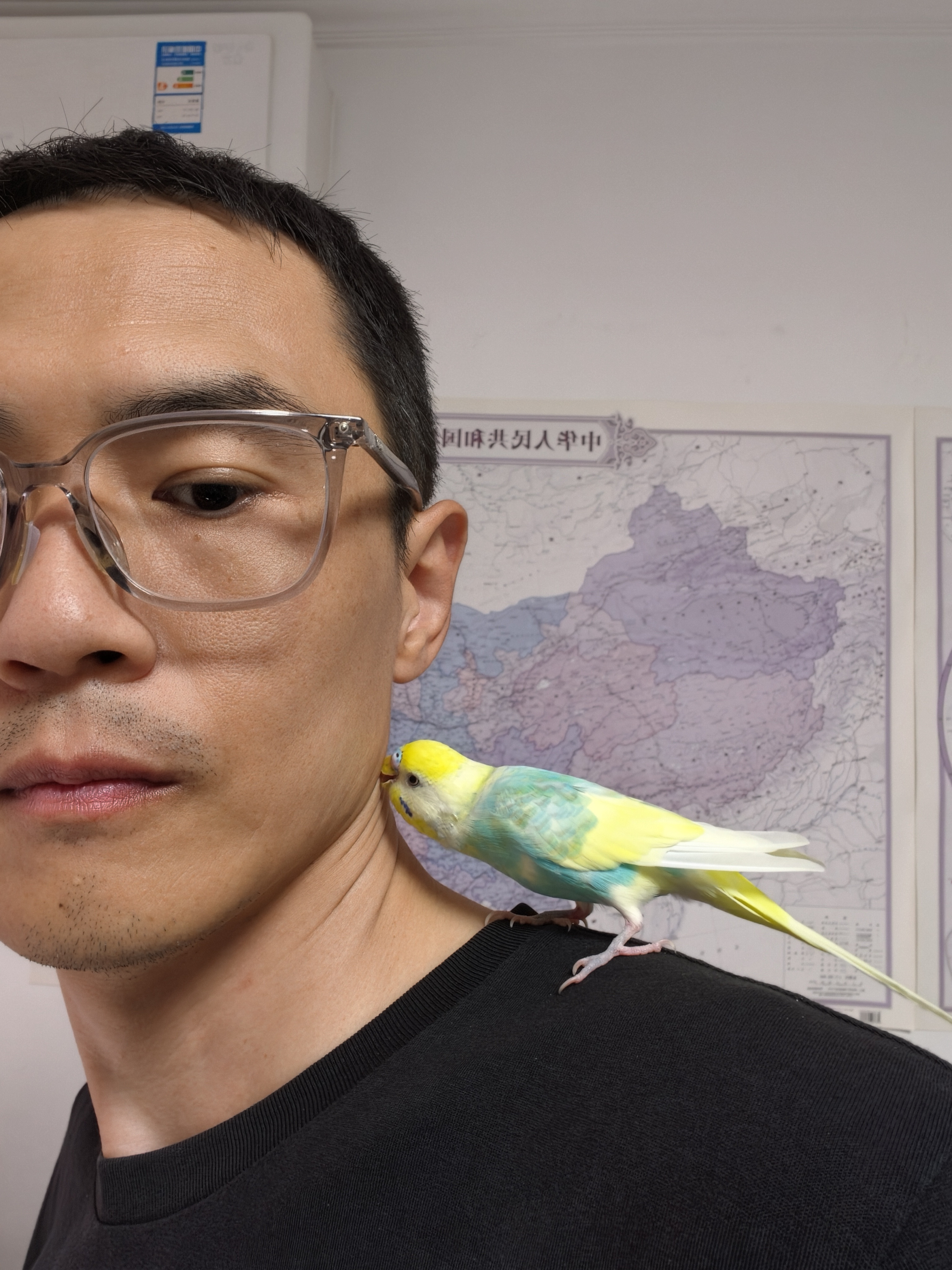 小蓝又咬人鹦鹉小蓝和布丁