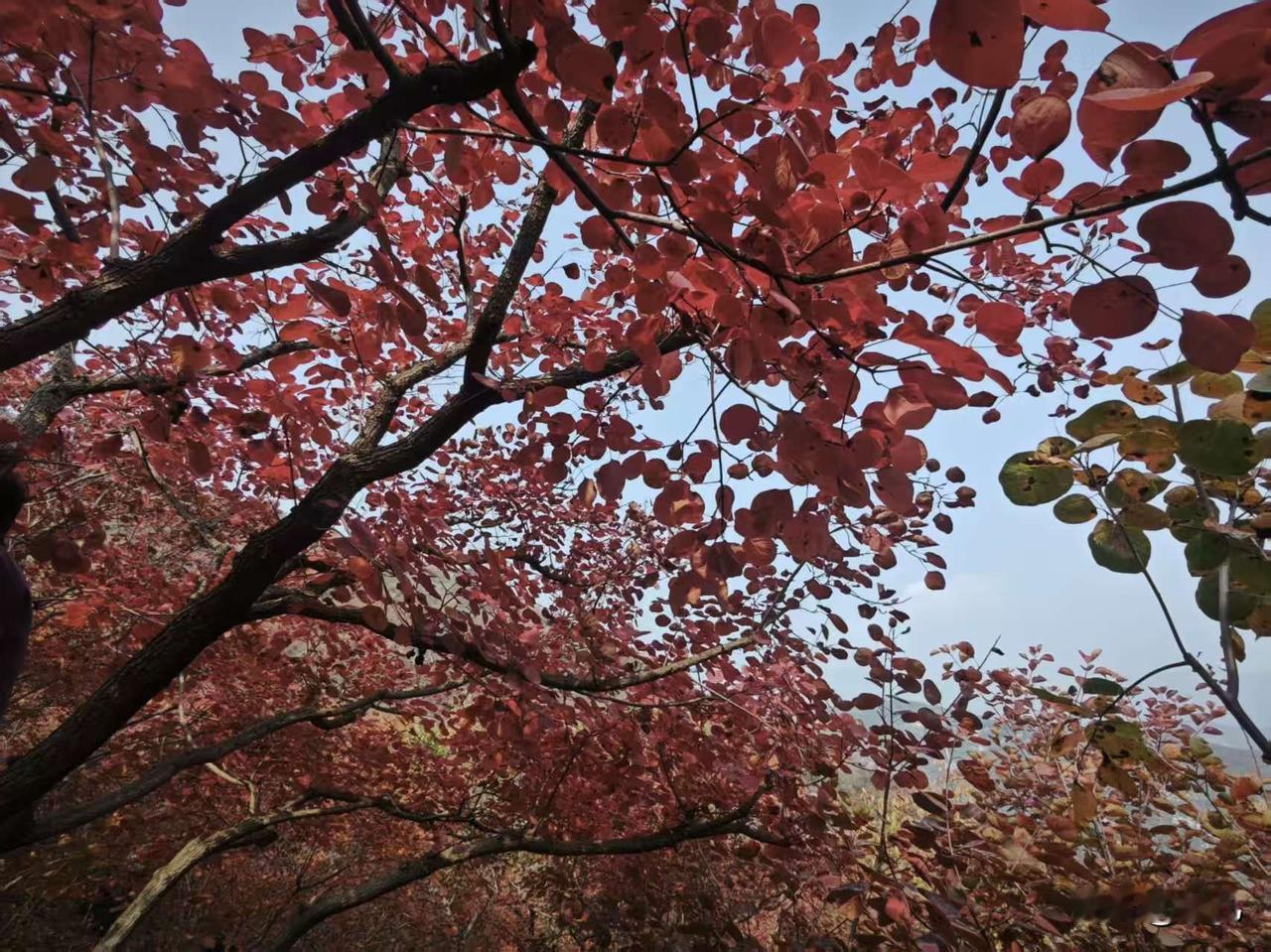 都说北京今年的红叶因为雨水大质量不好,特意周末去了坡峰岭看了看,出乎意料红叶还不