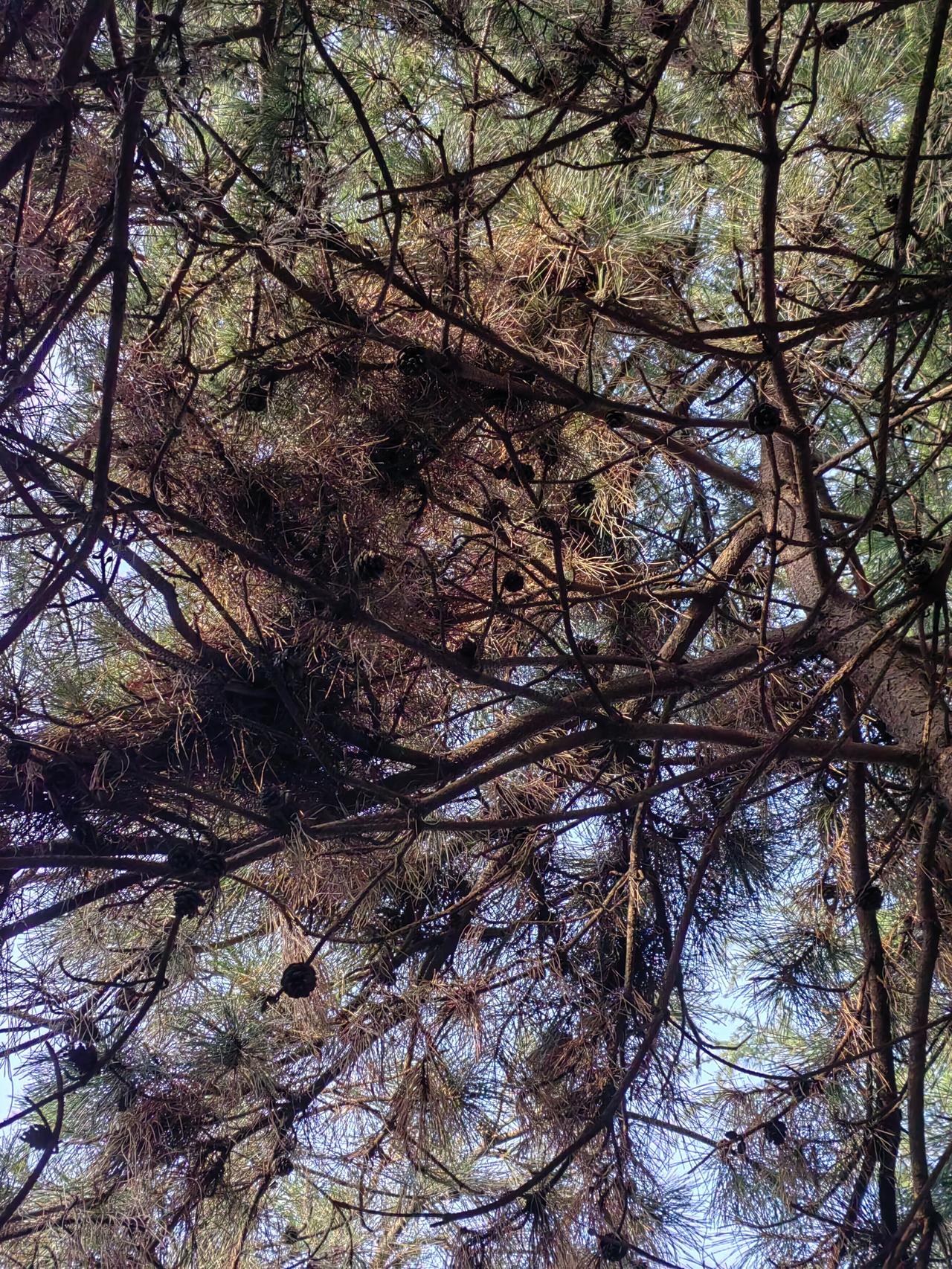 大姨九十四岁，精神矍铄，他唯一的儿子已经去世三年多。婶子八十六岁，年纪不大，生