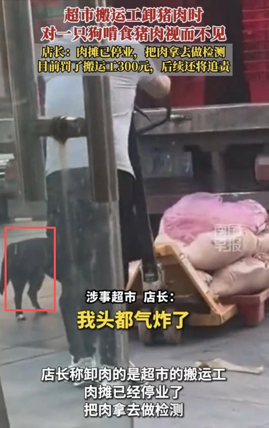 湖北孝感，一老板从超市订肉，送货工卸货时，狗在眼皮底下啃食拖车上的猪肉。见此情景