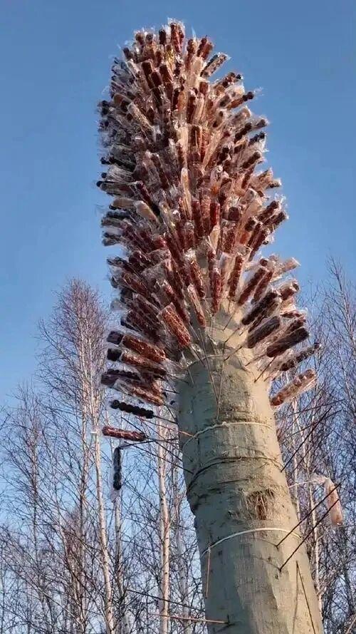 内蒙古冰雪节太疯了！5米牛肉串+3米糖葫芦树，草原豪气焊死冬日顶流1月10日