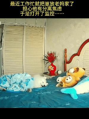 “笑不活了！”山西，男子因工作太忙，把小狗送回老妈家寄养，他担心小狗会有分离焦虑