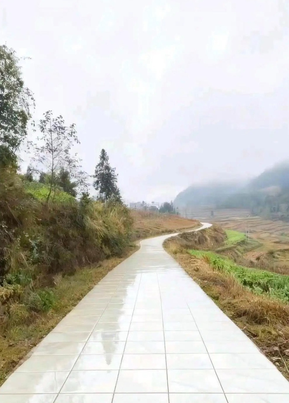 这就是我竞选村长的底气