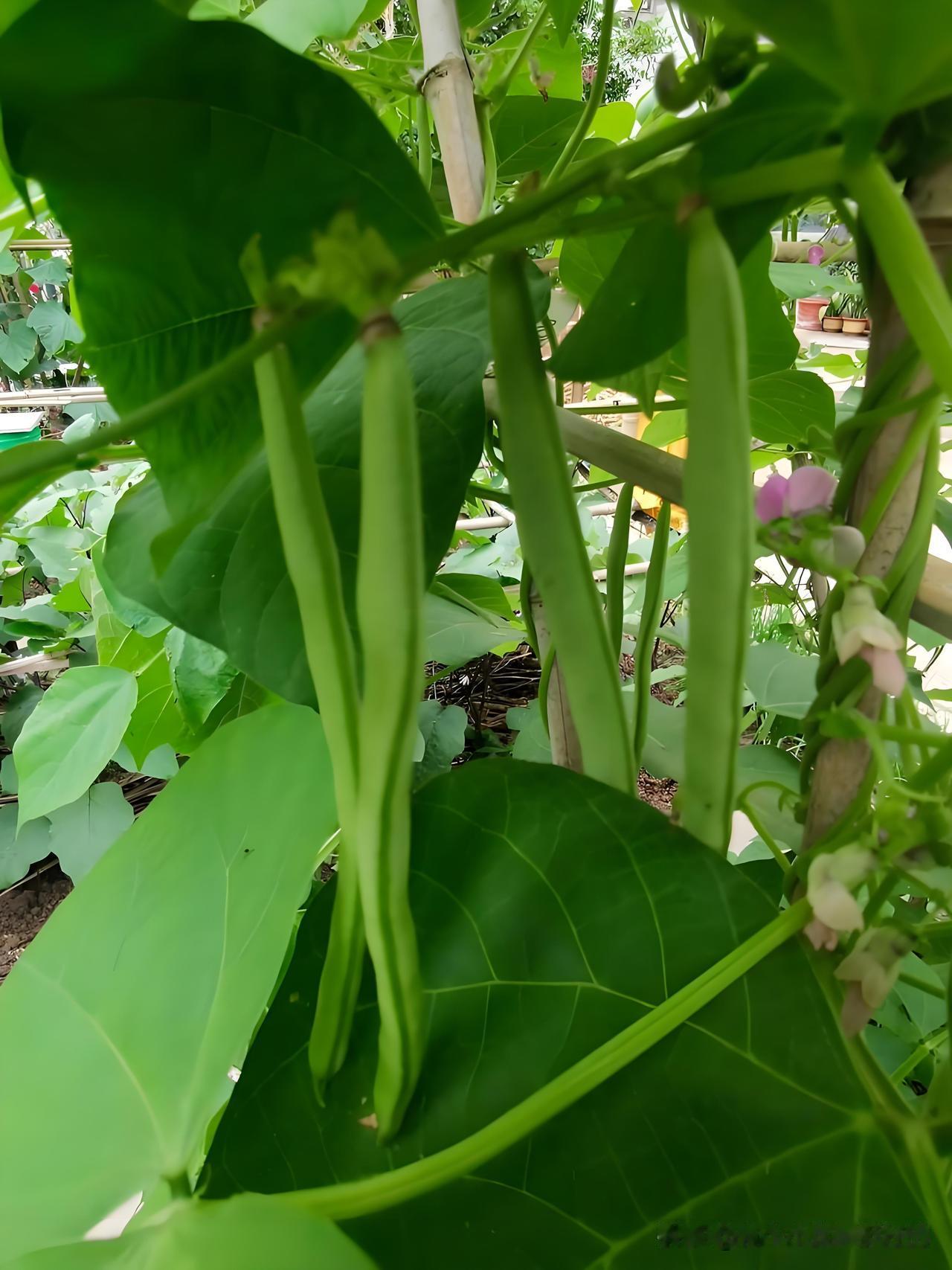 今天我在菜园摆弄豆角，菜友快来看热闹！菜友们快凑过来，瞧我这会儿在菜园里“
