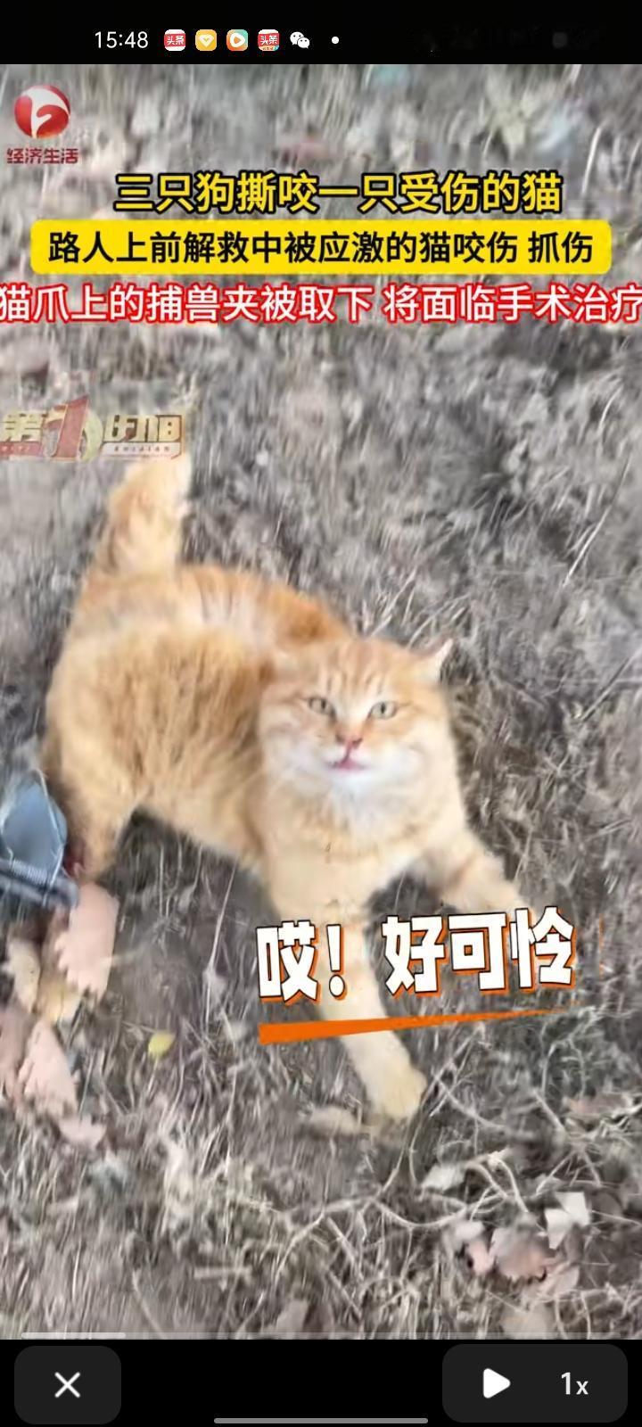 2月6日，河北张家口。网友发视频称，他们开车到富龙四季小镇，看到三只狗在撕咬一只