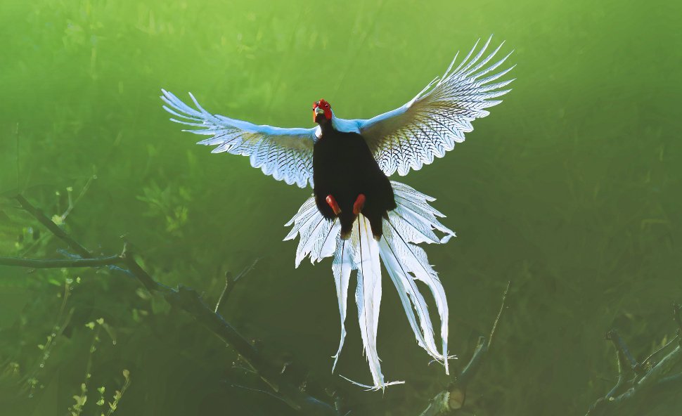 哇哦！翻到以前拍的白鹇啦～它就像仙鸟下凡，正展翅在水边低空飞着，红脸蛋、白长尾、