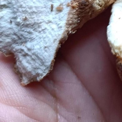 土茯苓（山野小众祛湿药材，爬藤好养活）种植方法1. 土壤准备微酸性腐殖土，腐叶土