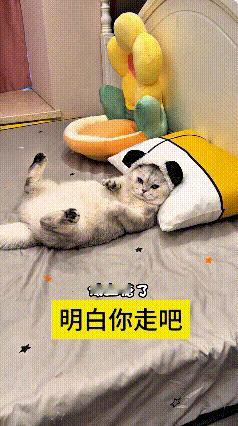 看着这段视频给我逗得不行，主人临出门上班，还不忘絮絮叨叨叮嘱猫咪。让它睡五分钟就