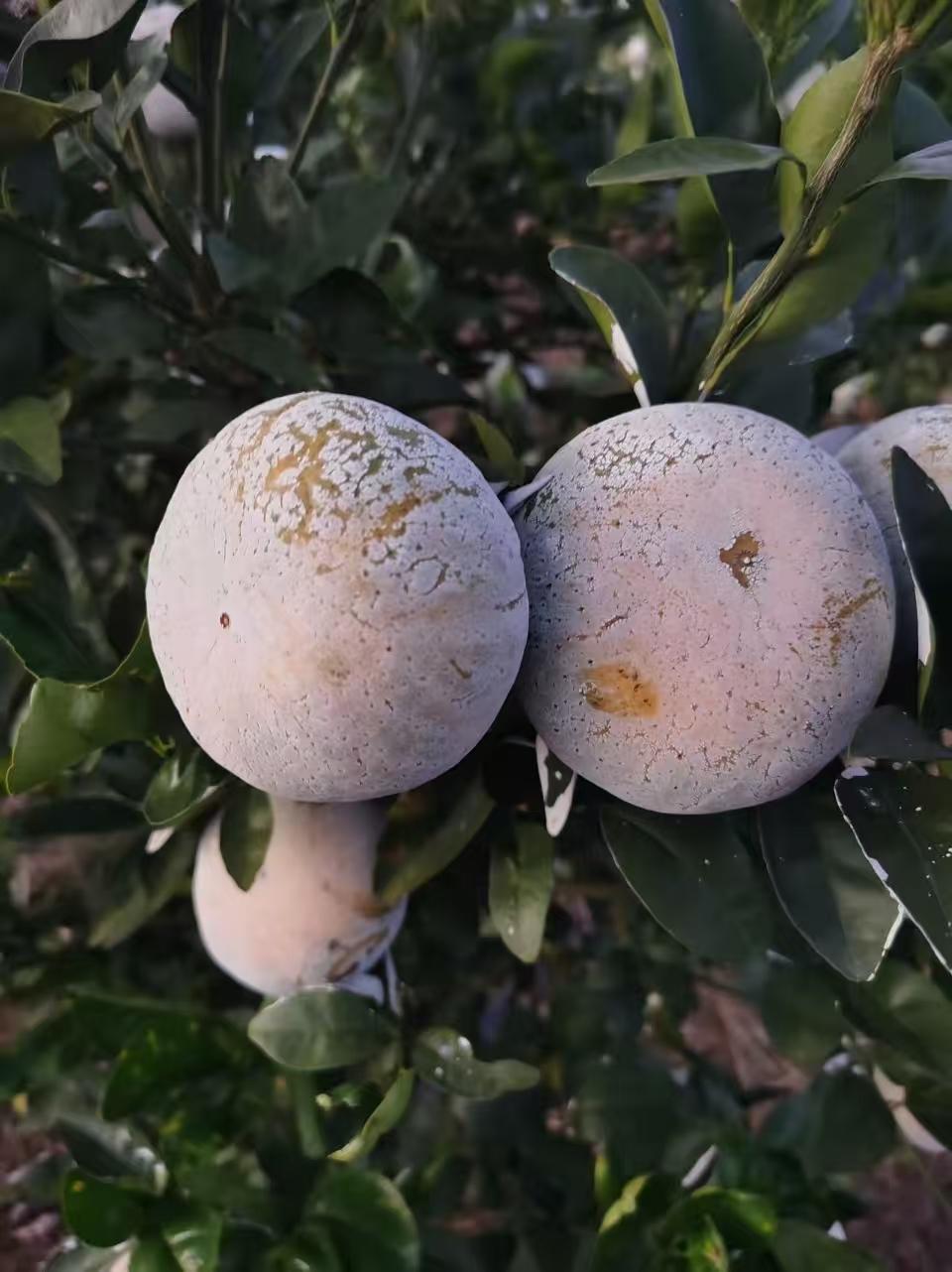 50斤快熟的橘子，全被偷光了！看着老人的辛勤劳动果实被人偷走，那些人真的太缺德了