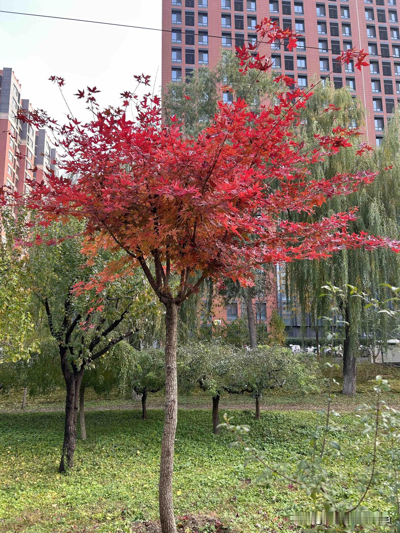 黄色银杏、红色枫树、绿色松树，还有桔红色和紫色的花！