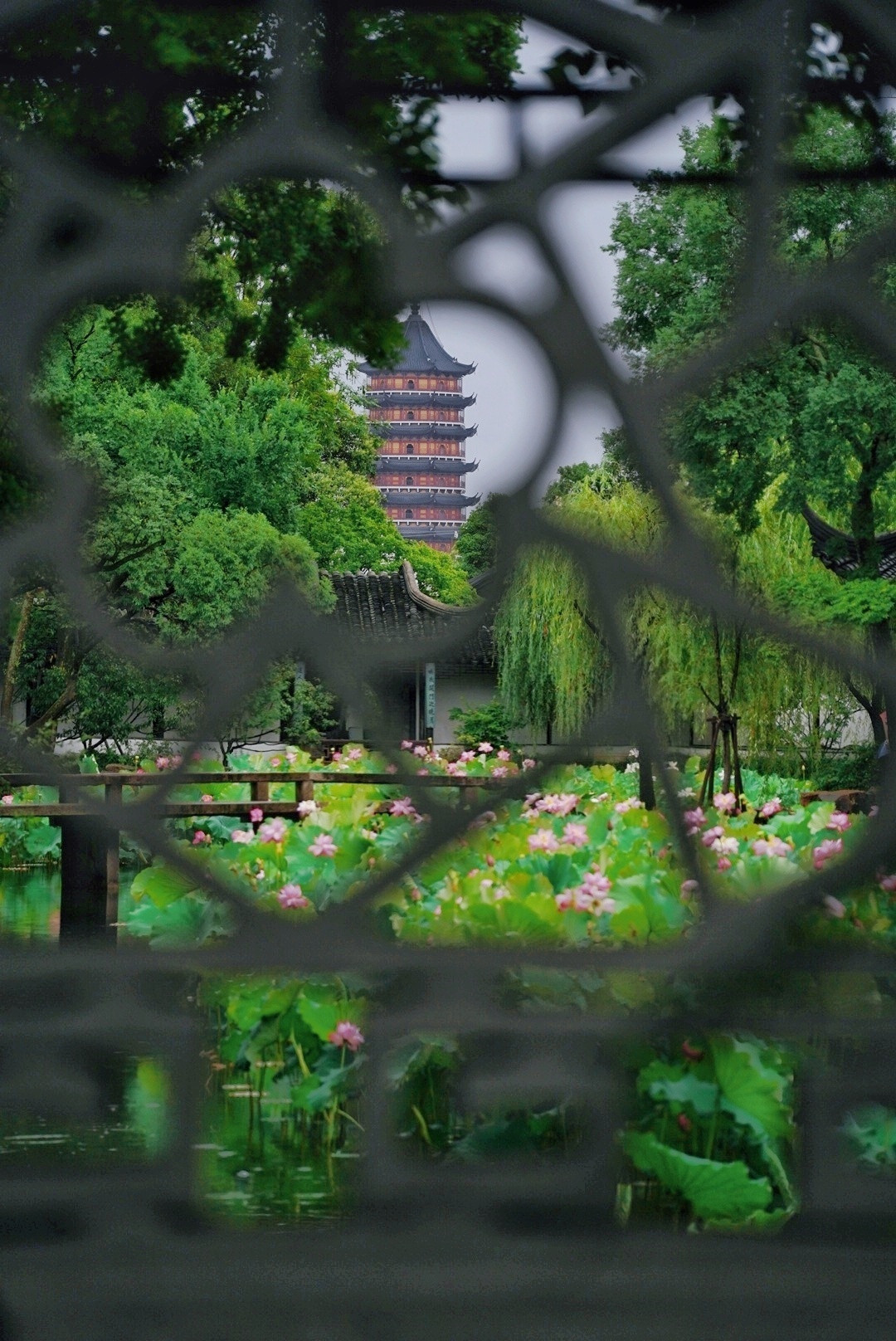 拙政园·荷风听雨太美了太舒服了，真的流连忘返苏州园林