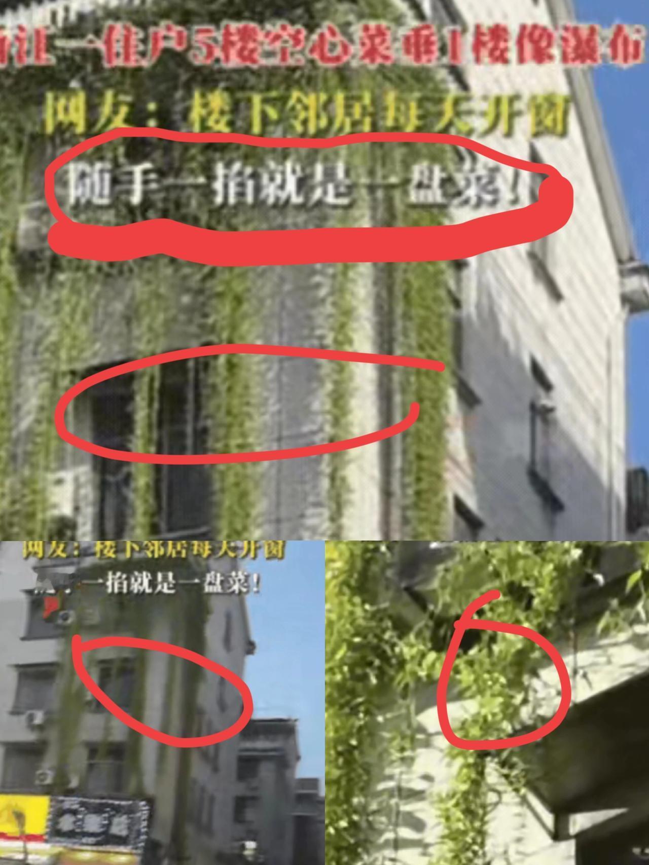 这下好了，不仅邻居知道了，全国人民都知道了！谁能想到，阳台种的空心菜能