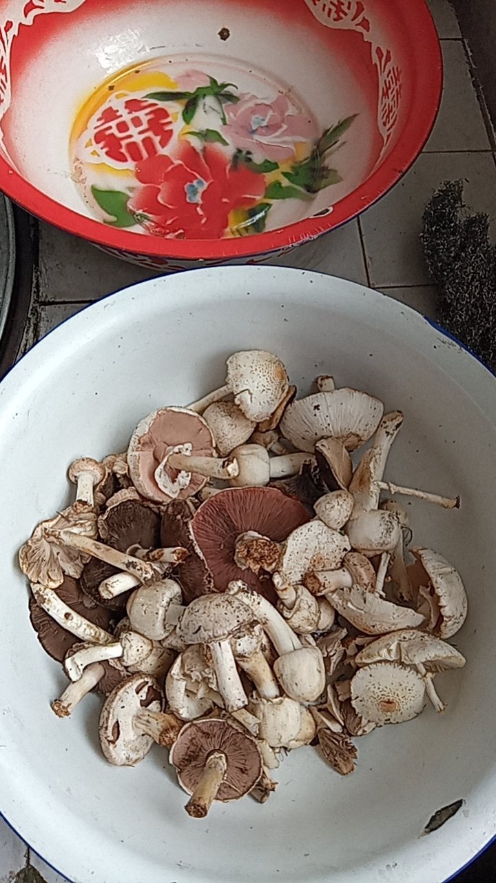 煮纯天然玉米炒野生蘑菇