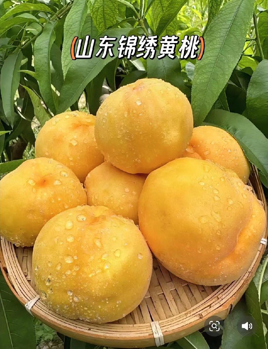 黄桃成了甲流“救星”？医生说透6大明显好转！眼下甲流正处于高发期，不少医生都