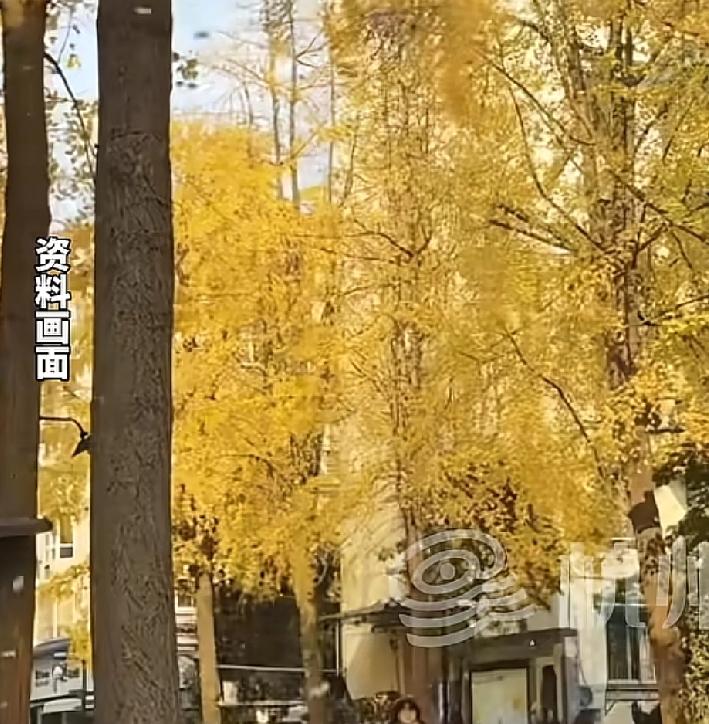 一年一度最美杭州的景色，他来了相关部门为了更好的让大家体验这最美的秋色准备在北