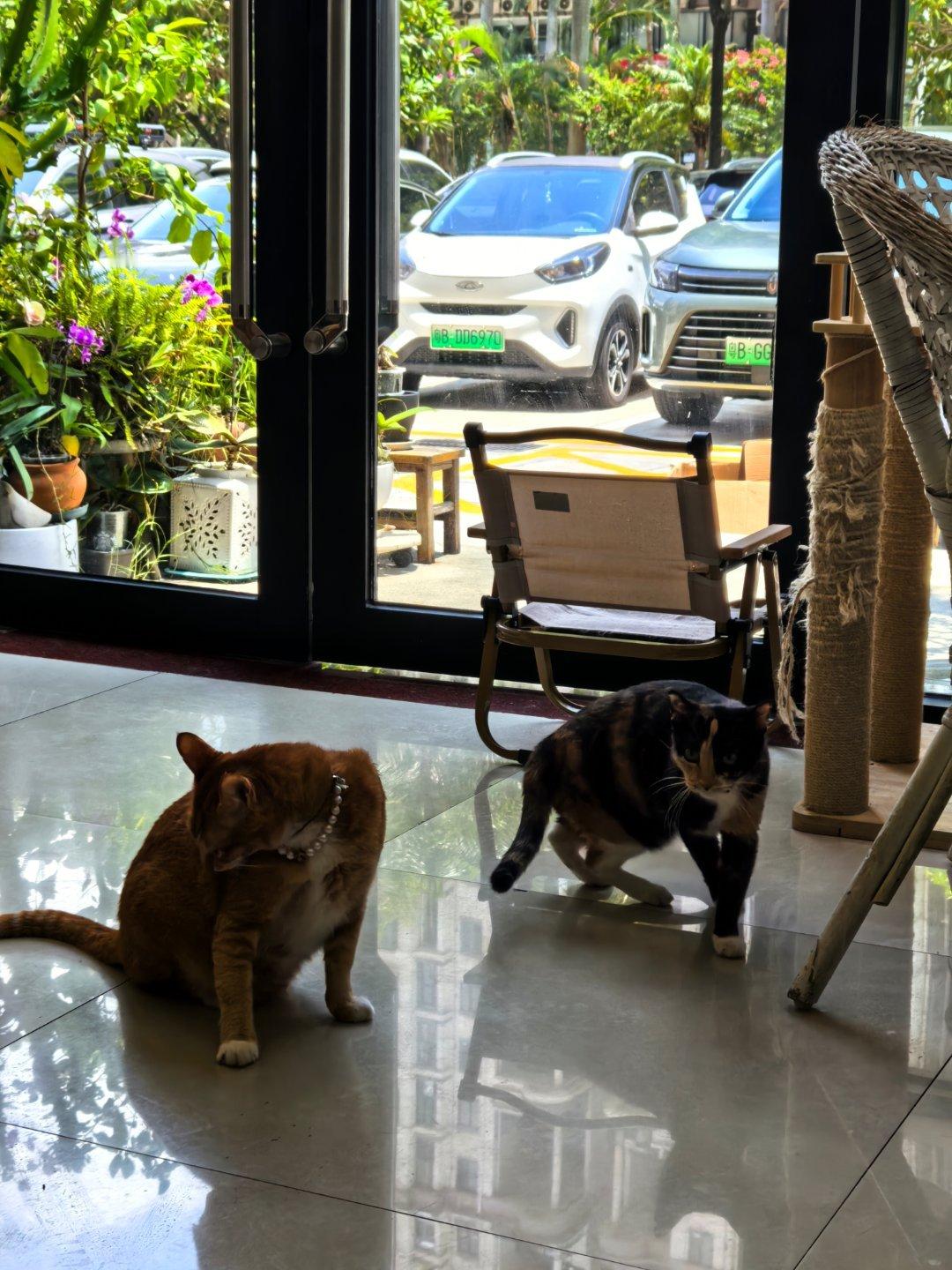 店门口我坚持放着一些捡来的绿植，主要其实是为了流浪猫，有块遮挡的地方，至少可以过