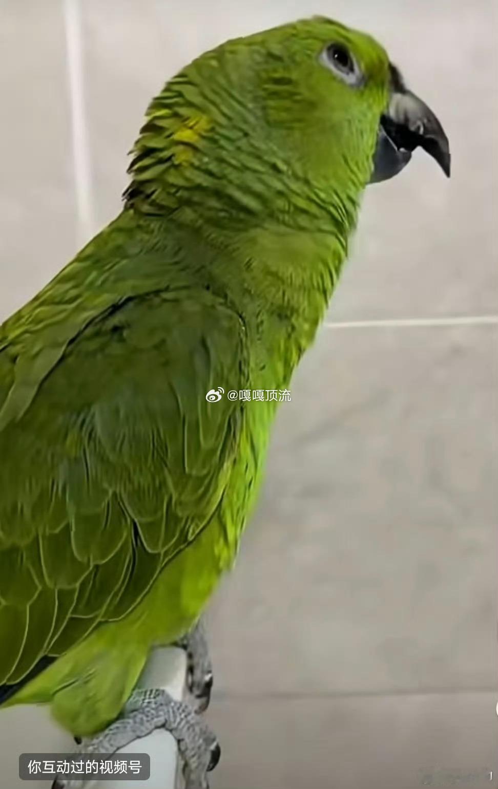 周深回应鹦鹉唱自己的歌周深魅力爆棚啦！连小鹦鹉都被圈粉，趣唱其歌，这奇妙互动太