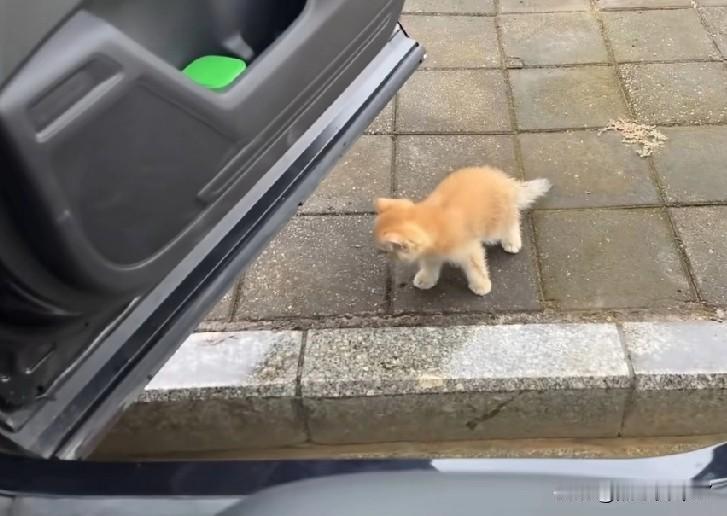 惊！流浪猫突袭私家车，把车主座位当“猫窝”，网友：这占有欲我服了谁懂啊！今