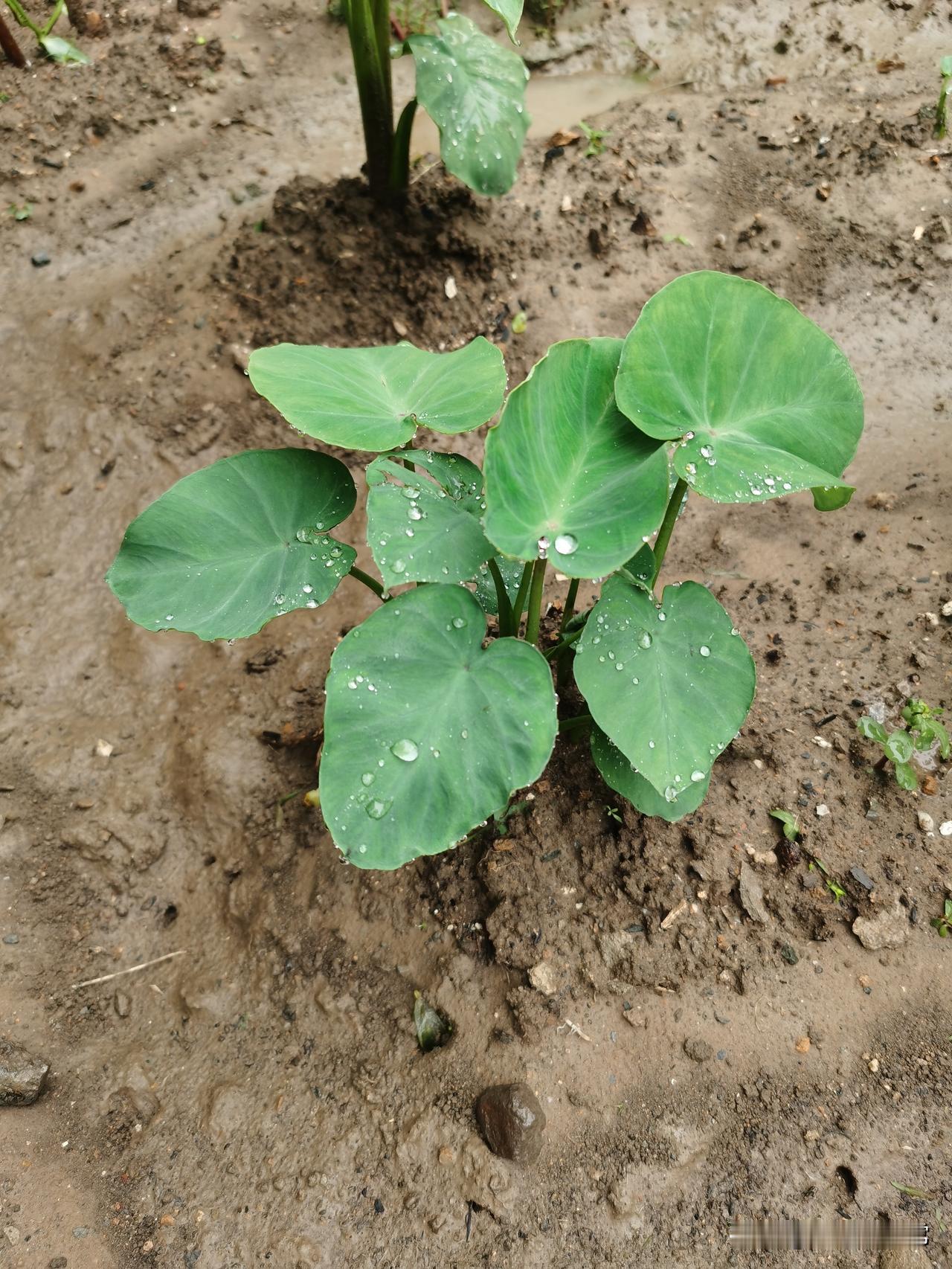 友友们帮瞧瞧，我这芋头秧咋长成这样了？同样一块地，同一天栽的芋头，差别咋能这