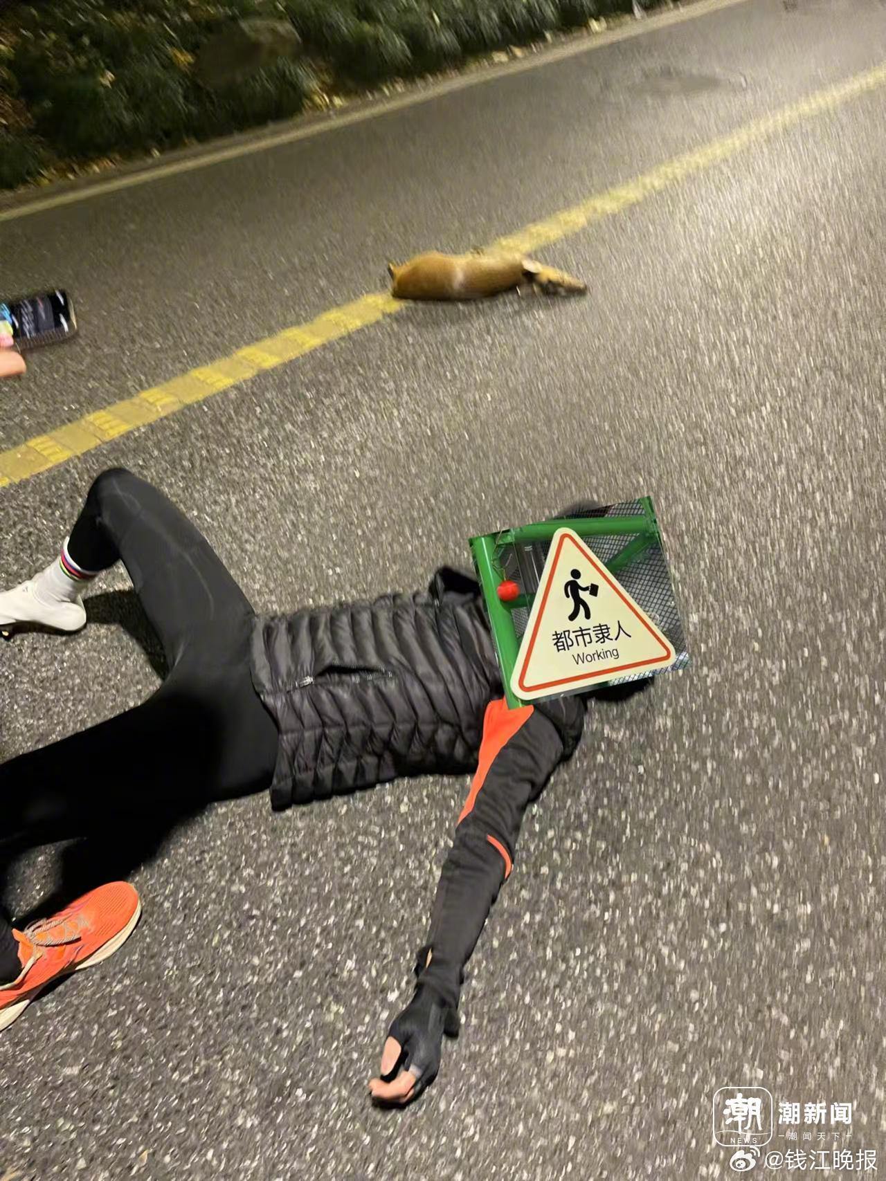#龙井夜骑者撞上野生黄麂双双受伤#【杭州龙井路夜骑者撞上了野生黄麂，双双受伤：骑