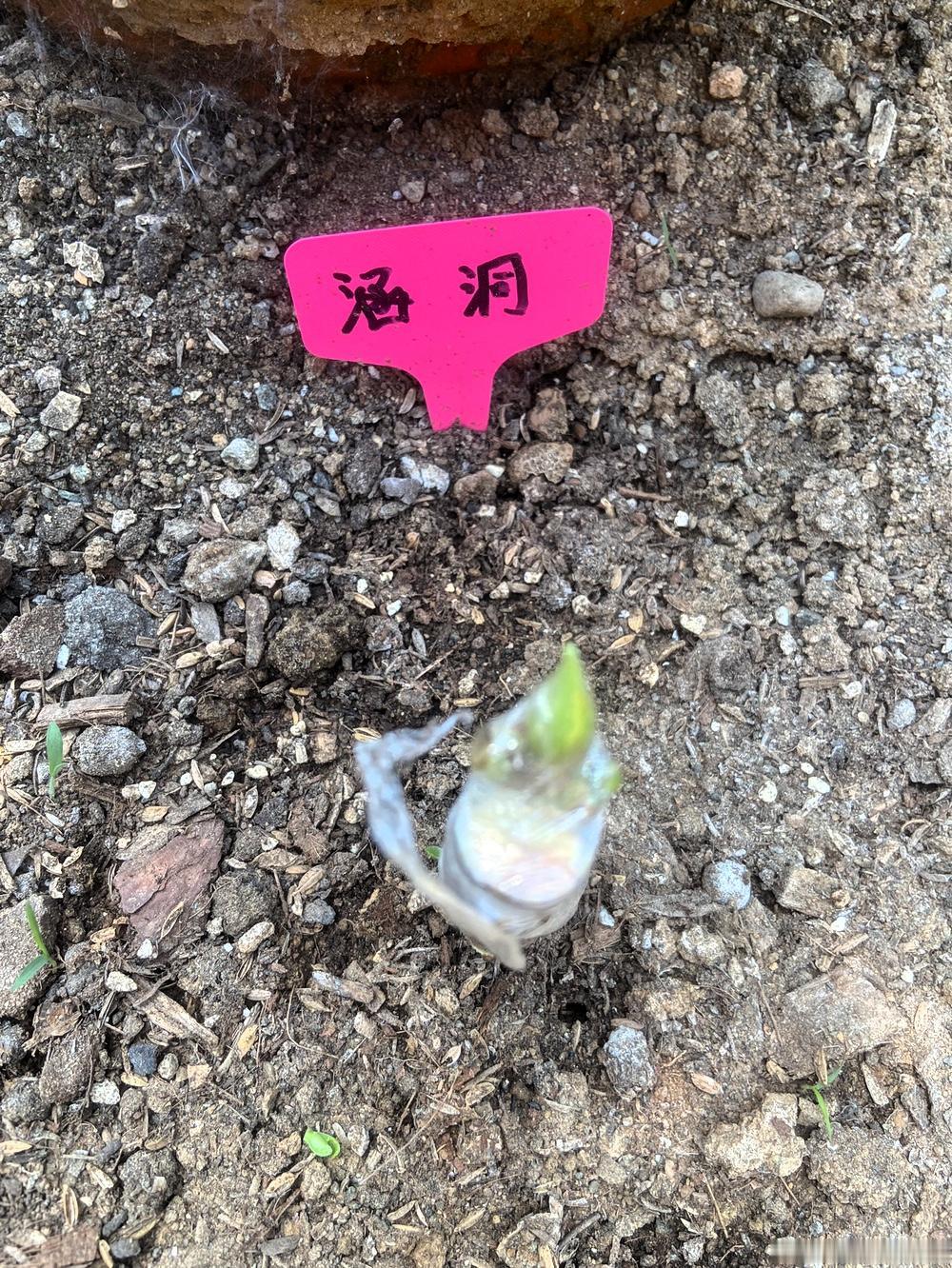 这次嫁接的涵洞、海浪、小天使、双果黄、巴斯最爱这些无花果品种全都成活了。太开心了