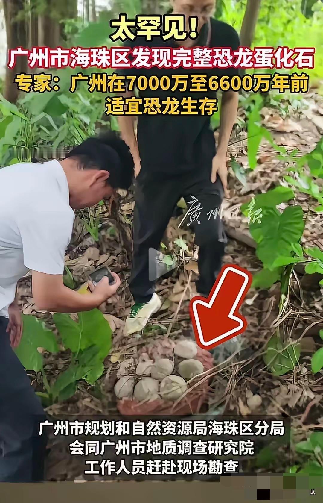 六月份的广州在海珠中心城区发现了恐龙蛋化石，而且经过专家认证是真实的恐龙蛋化石。