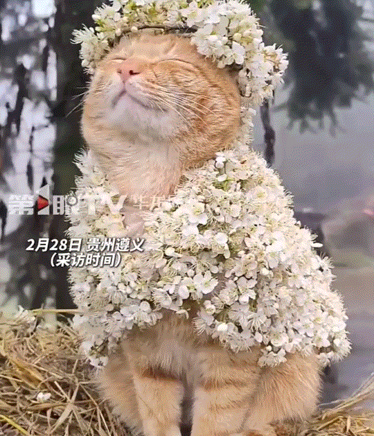 情绪值拉满！贵州遵义，一女子在网上分享，她养的猫咪十分配合女子给它“打扮”，期间