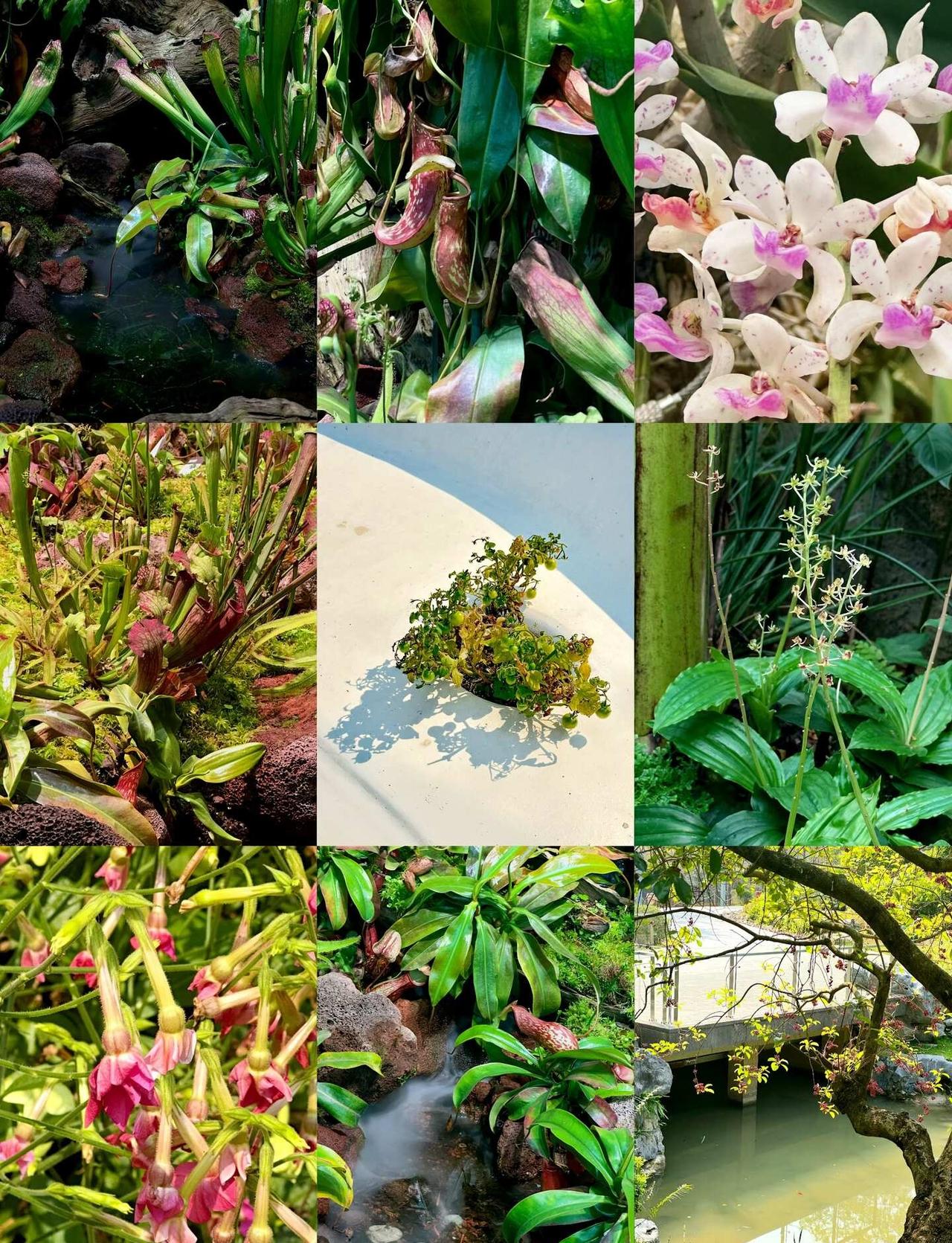 初夏去云萝植物园｜被绿色治愈的一天🍃初夏的晴天一个人去了云萝植物园地