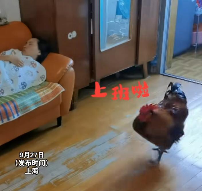 “真要成精了”？上海一女子从老家买了一只大公鸡，本来要杀了补身体，可孩子非要当宠