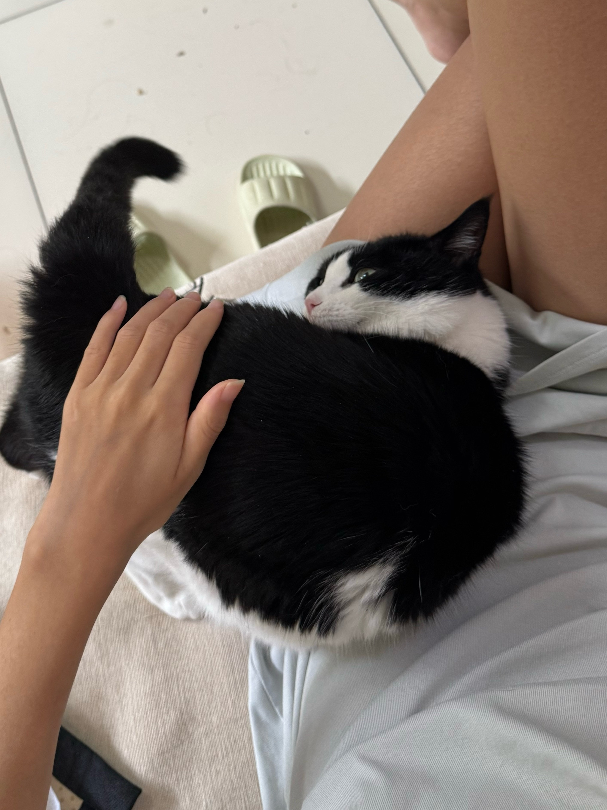孝猫一枚
