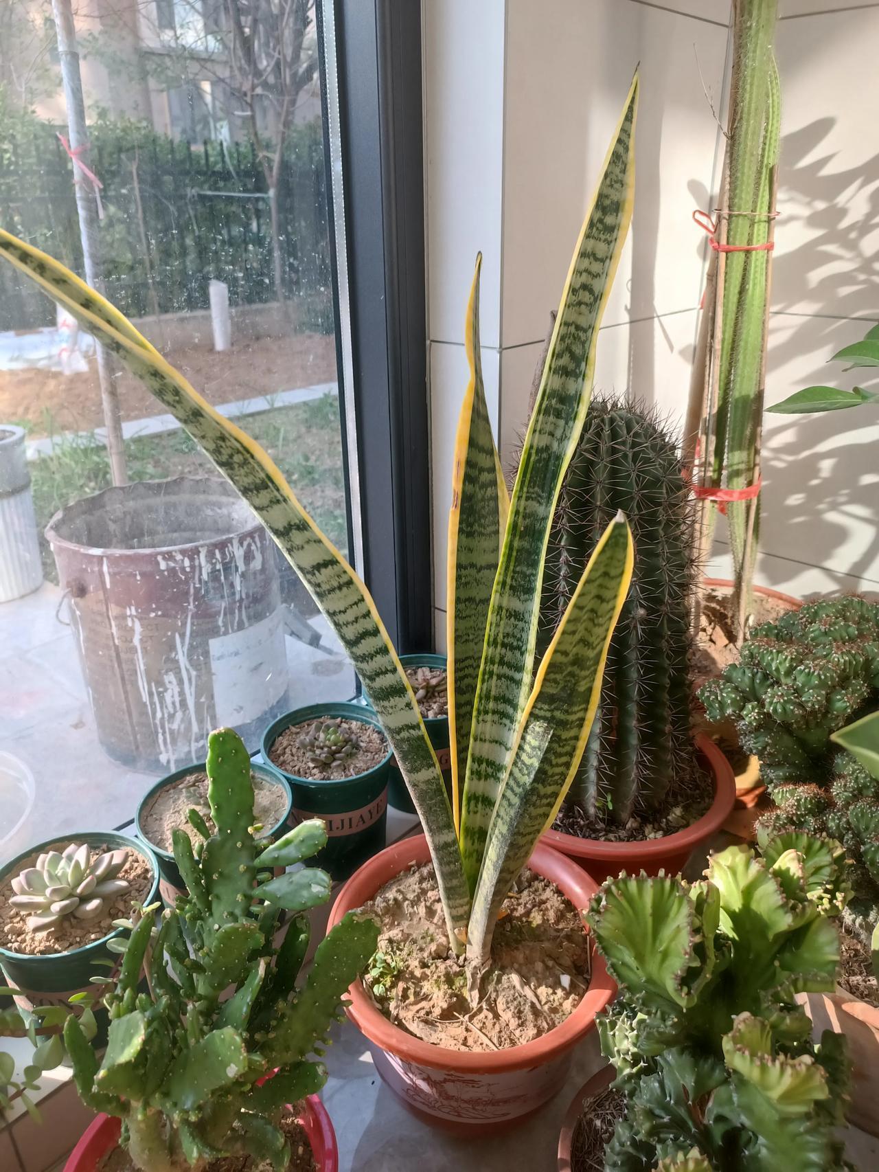 传言不实！盐分会灼伤虎皮兰根系、破坏土壤平衡，反致叶片枯黄、生长受阻。想促开花需