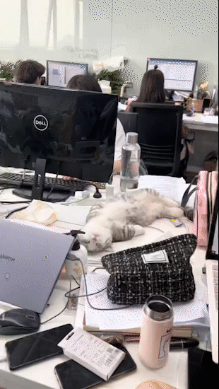 这个时候是不是要喊它起来重新睡？因为它实在是太舒服了，主人都还要上班。