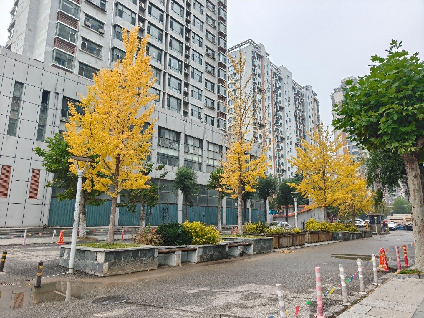 身边的秋天。小区楼下的银杏悄悄染了色，金黄叶片在楼宇间闪着光✨。秋风拂过树梢，落