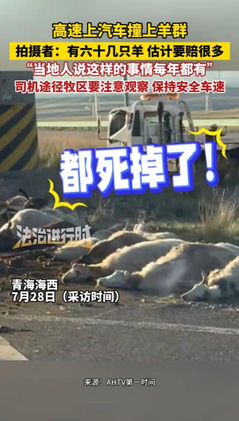 “这下真是赔大了！”2025年7月，青海，高速上一辆汽车冲入羊群，直接撞死60几
