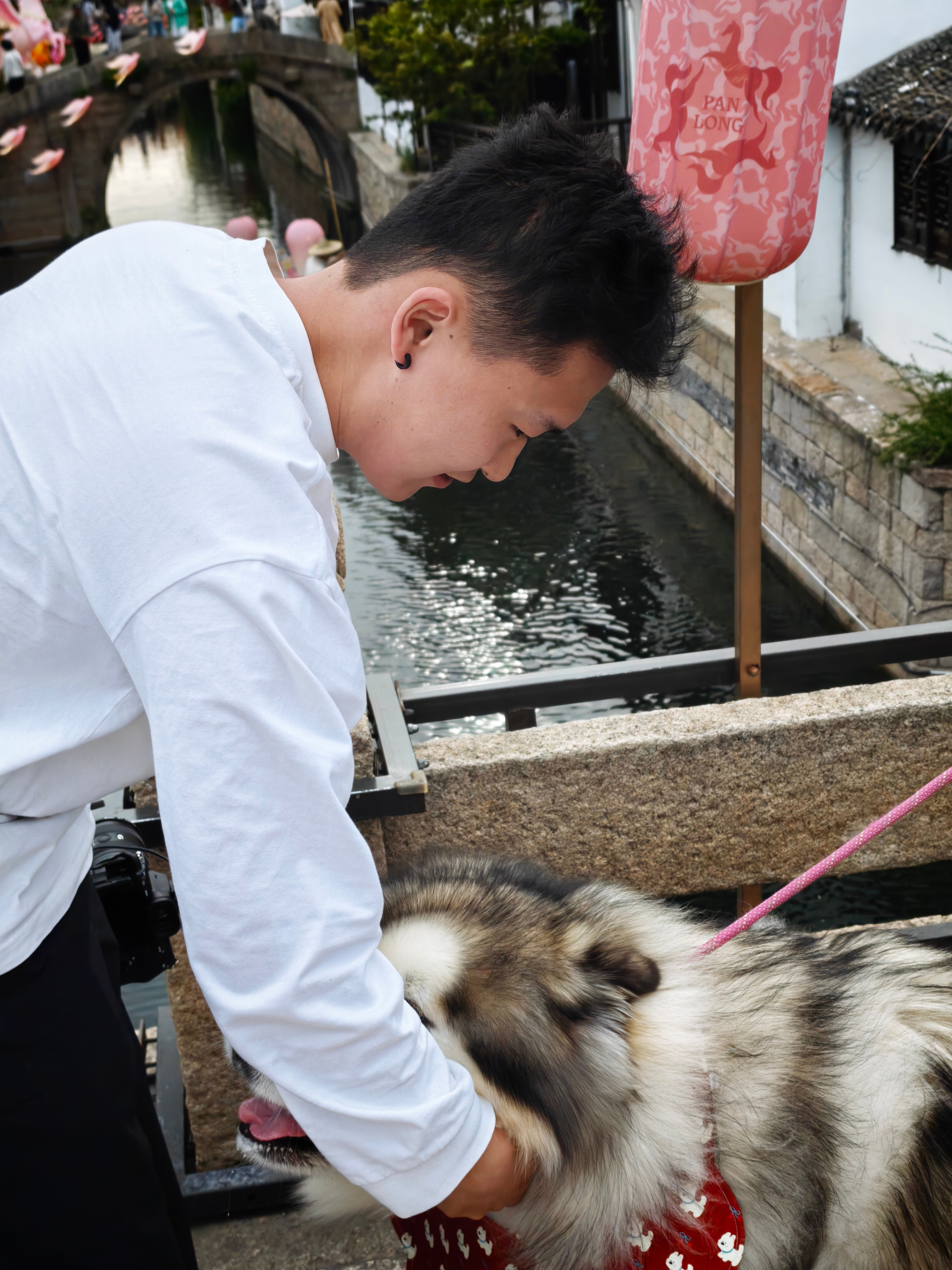 今天外出拍摄，俩同事见了阿拉斯加和萨摩耶都挪不开步。狗比我的魅力大