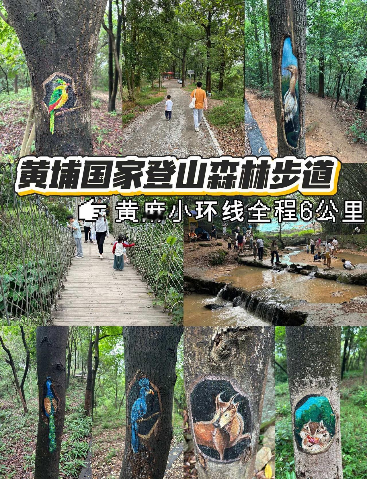 广州徒步|谁懂黄埔这条溯溪树洞线含金量后悔没早来！黄埔黄麻这条线真的被低估了?