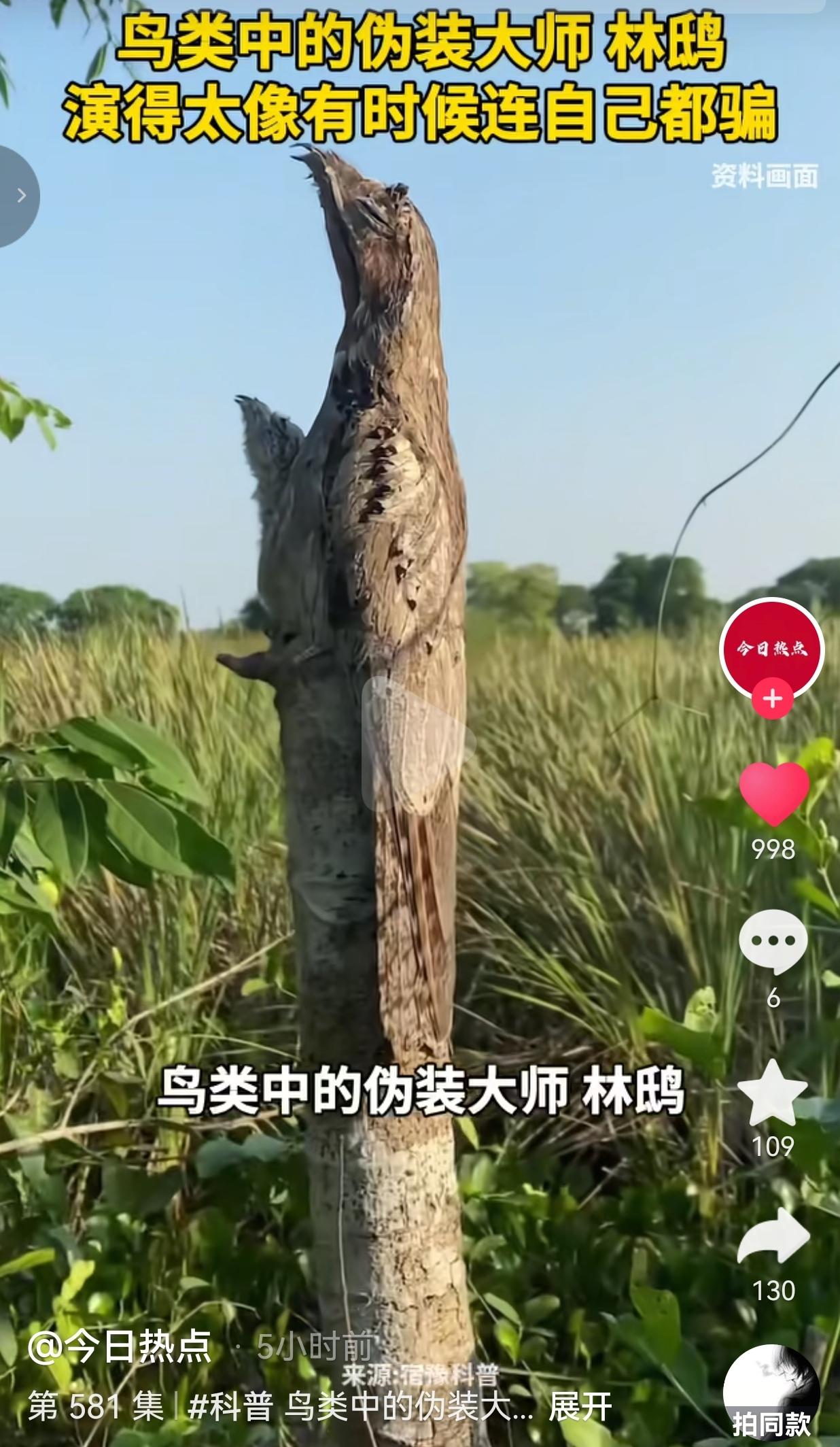 世上居然有一种鸟，把“隐忍”两个字几乎刻进了本能里。它叫林鸱（chī），很