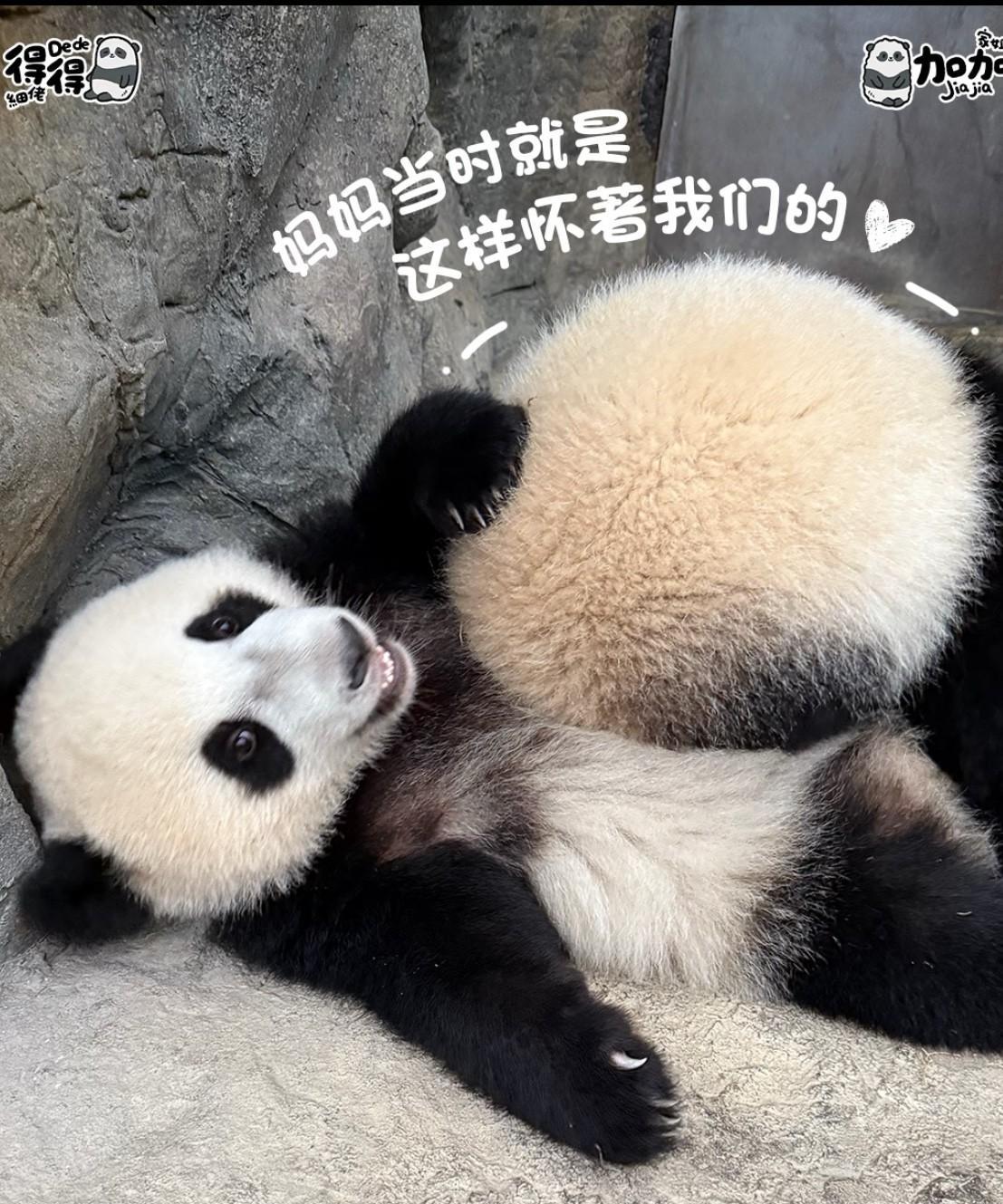 被香港海洋公园的大熊猫龙凤胎可爱晕啦！抢球的、穿可爱罩衫的，还有腮红特效加持的