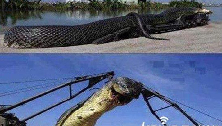 实拍巴西水库炸出巨蟒 长10米重800斤世界上最大的蛇