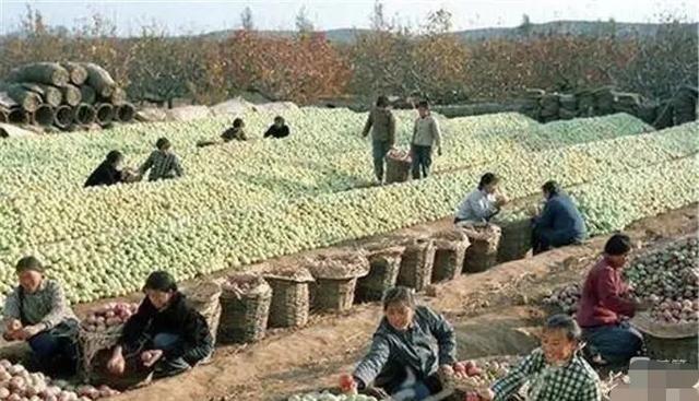 1973年，山东莱阳县黄崖底苹果大丰收，公社社员喜迎丰收年。他们把苹果摘下，然后