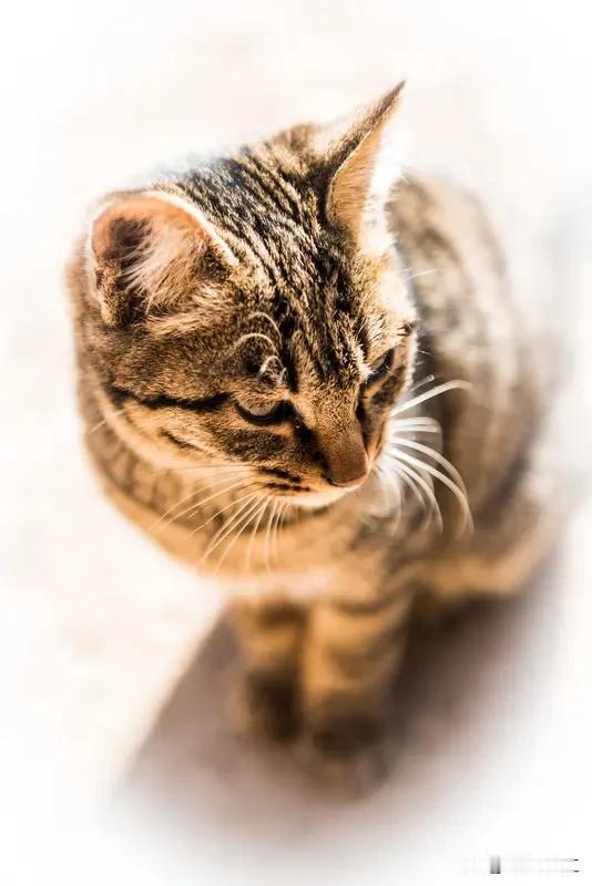 猫抓住老鼠后，可不会马上大快朵颐。从科学角度看，猫的祖先为确保猎物失去反抗力，会