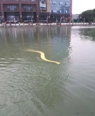 城市水域突现巨型游蛇，这般新奇场面，近日在南京百家湖悄然上演。清晨时分，一条体长