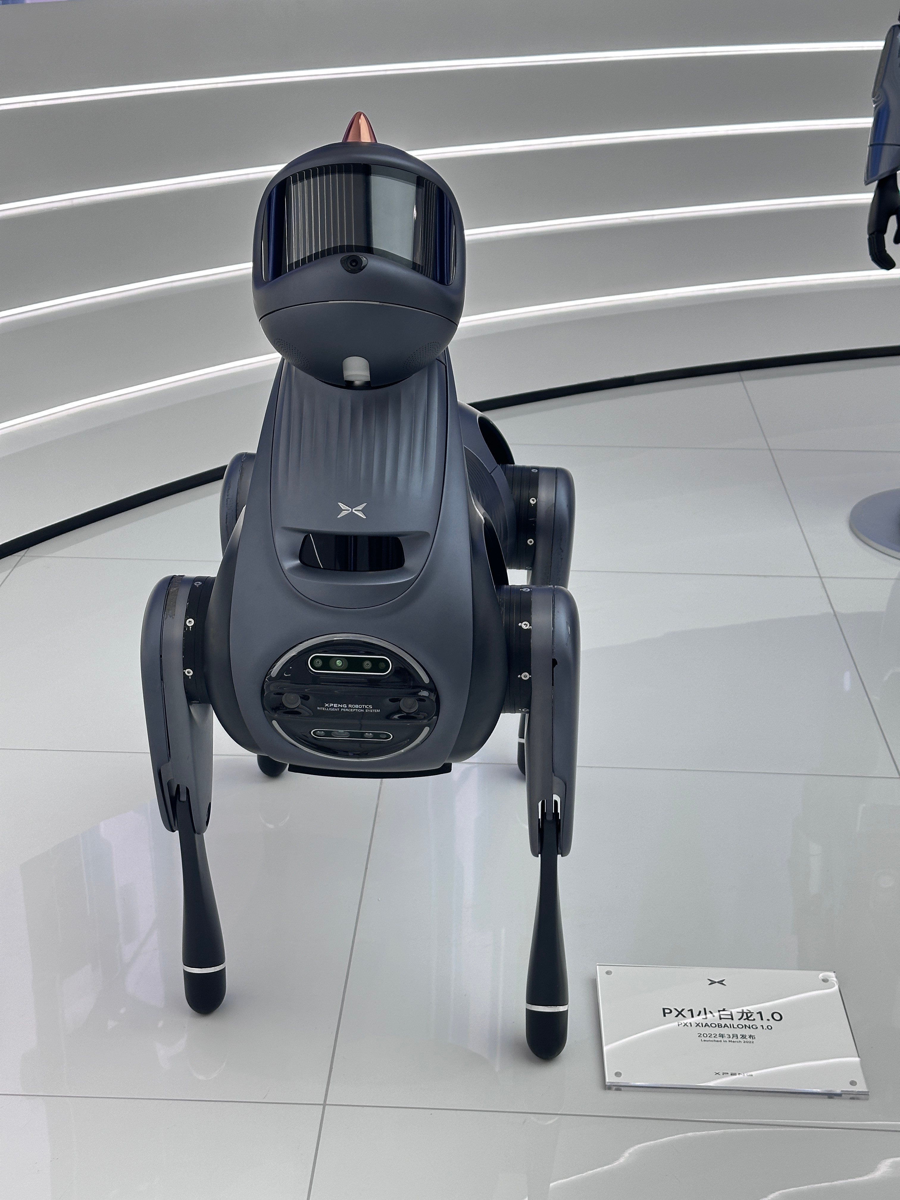 肉丸日记📔我头上有犄角[doge]为什么它长得像是狗却叫小白龙[思考]何小鹏