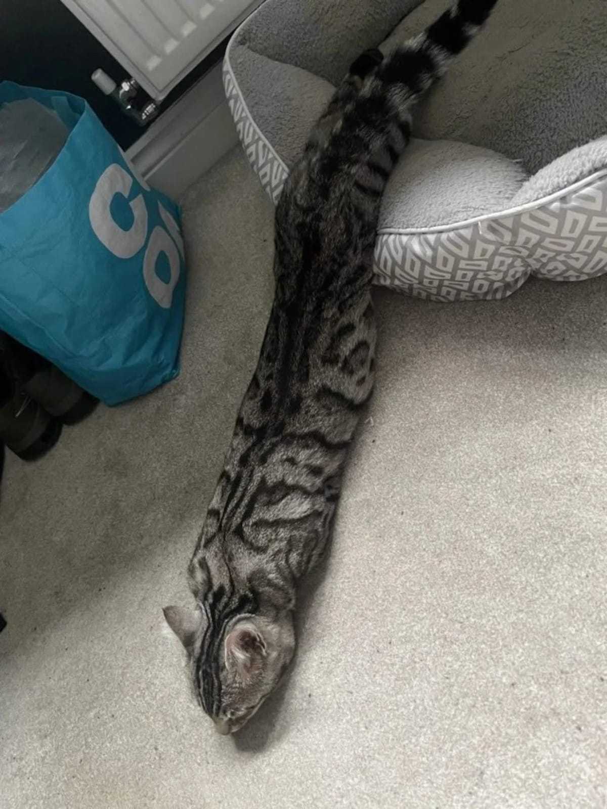 两种口味的猫条​​​