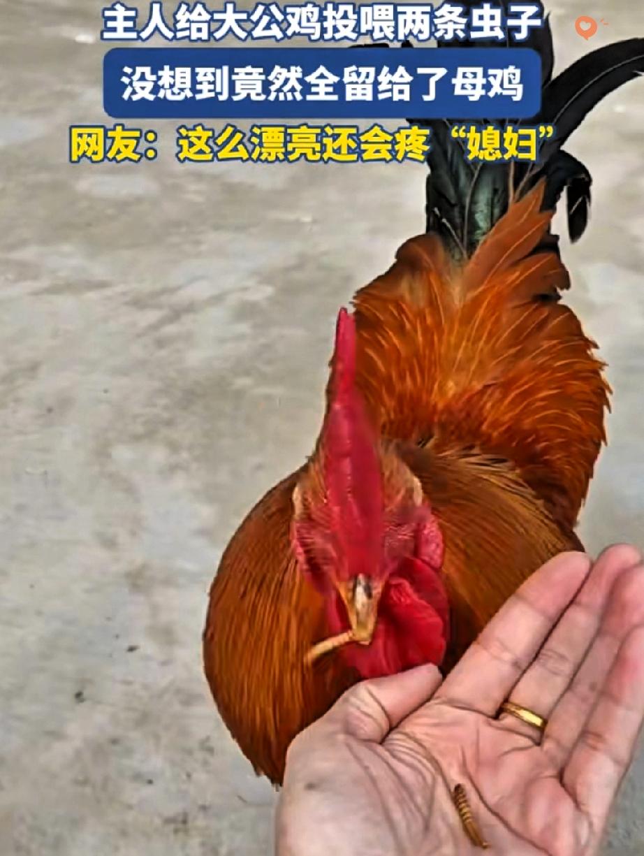 这公鸡也太会疼“媳妇”了吧！湖北女子喂虫的一幕，直接把动物界的浪漫狠狠拿捏了！