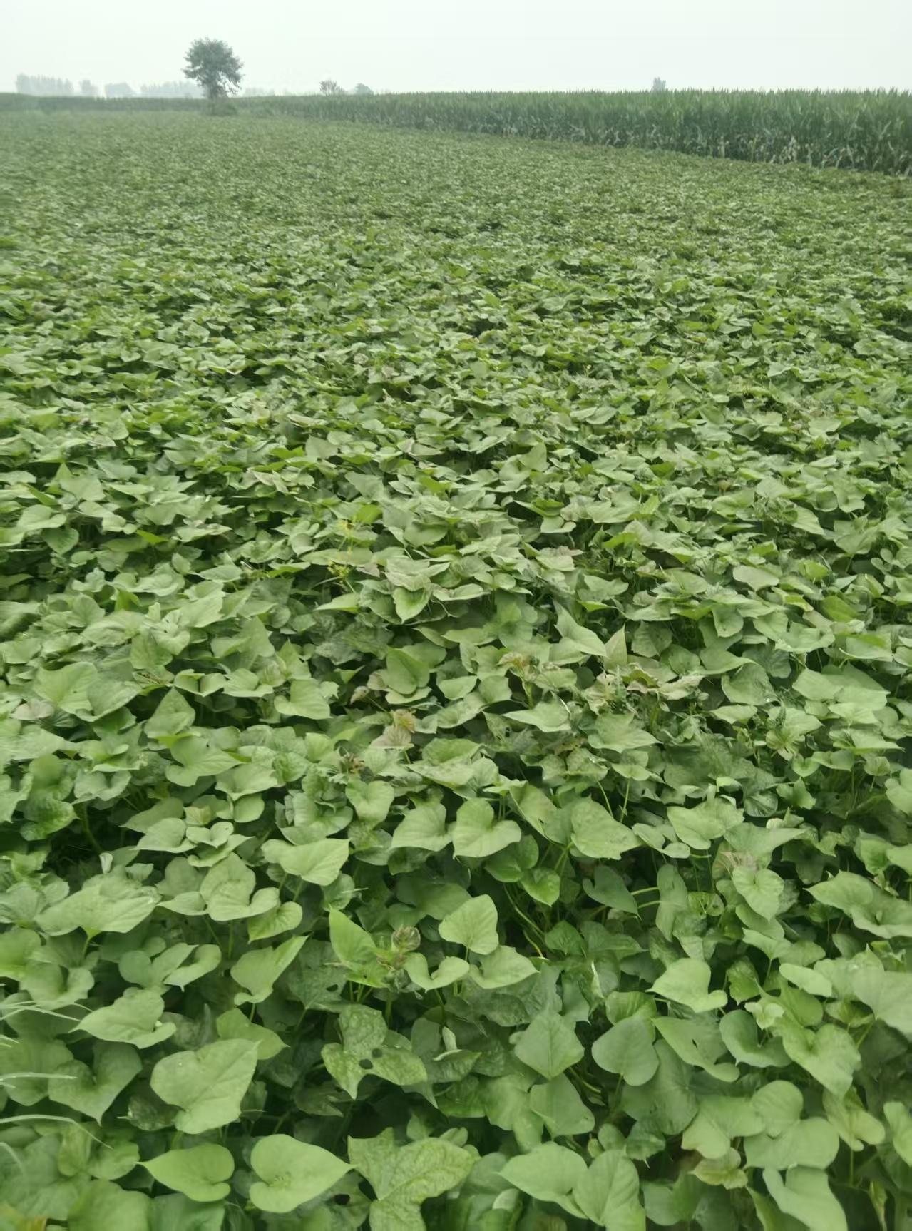 红薯是多年生植物吗?红薯属多年生植物，只要不低于8℃就可以正常生长。红薯秧蔓红