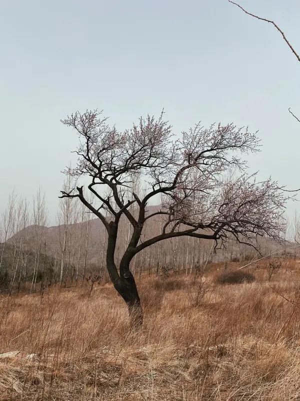 家人们，昨晚跟村里九十多岁的老爷爷烤火，可真是听了个稀罕事儿！老爷爷说，冬天桃树